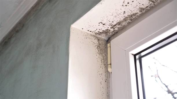 Attic Mold Removal in Dover Beaches South, NJ