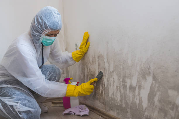Best Fast Mold Removal  in Dover Beaches South, NJ