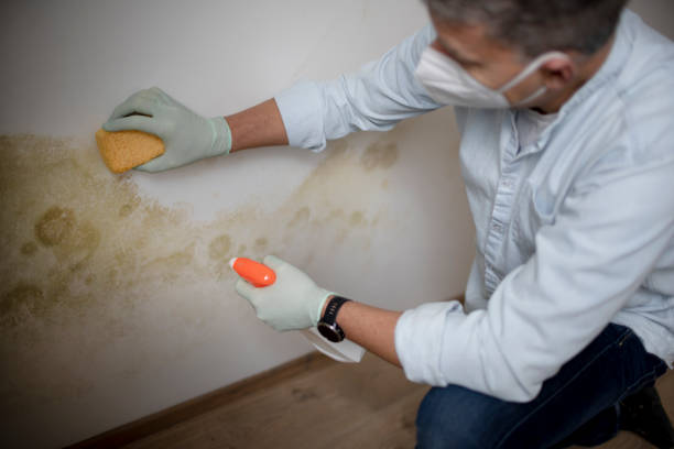 Best Residential Mold Removal  in Dover Beaches South, NJ