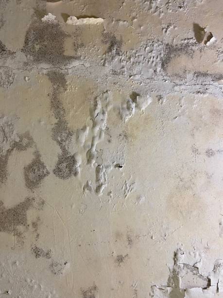 Best Mold Remediation  in Dover Beaches South, NJ