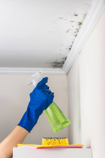 Mold Testing and Removal in Dover Beaches South, NJ