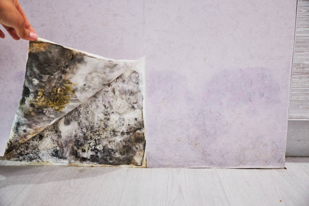 Best Professional Mold Removal  in Dover Beaches South, NJ